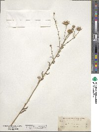 Aster canescens image