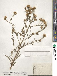 Aster canescens image