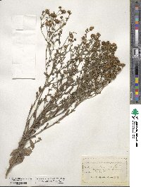 Aster canescens image