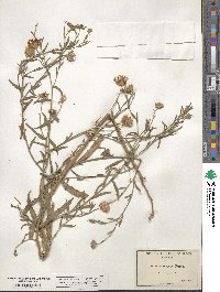 Aster canescens image