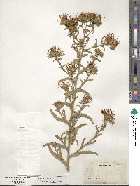 Aster canescens image