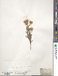 Aster canescens image