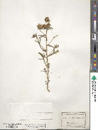 Aster canescens image