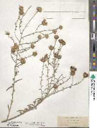 Aster canescens image