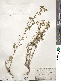 Aster canescens image