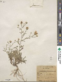 Aster canescens image