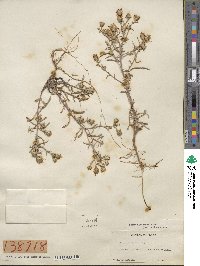 Aster canescens image