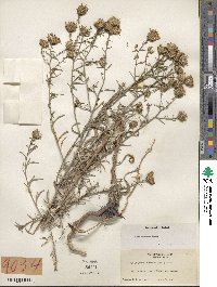 Aster canescens image