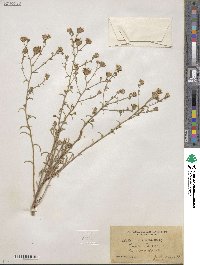 Aster canescens image