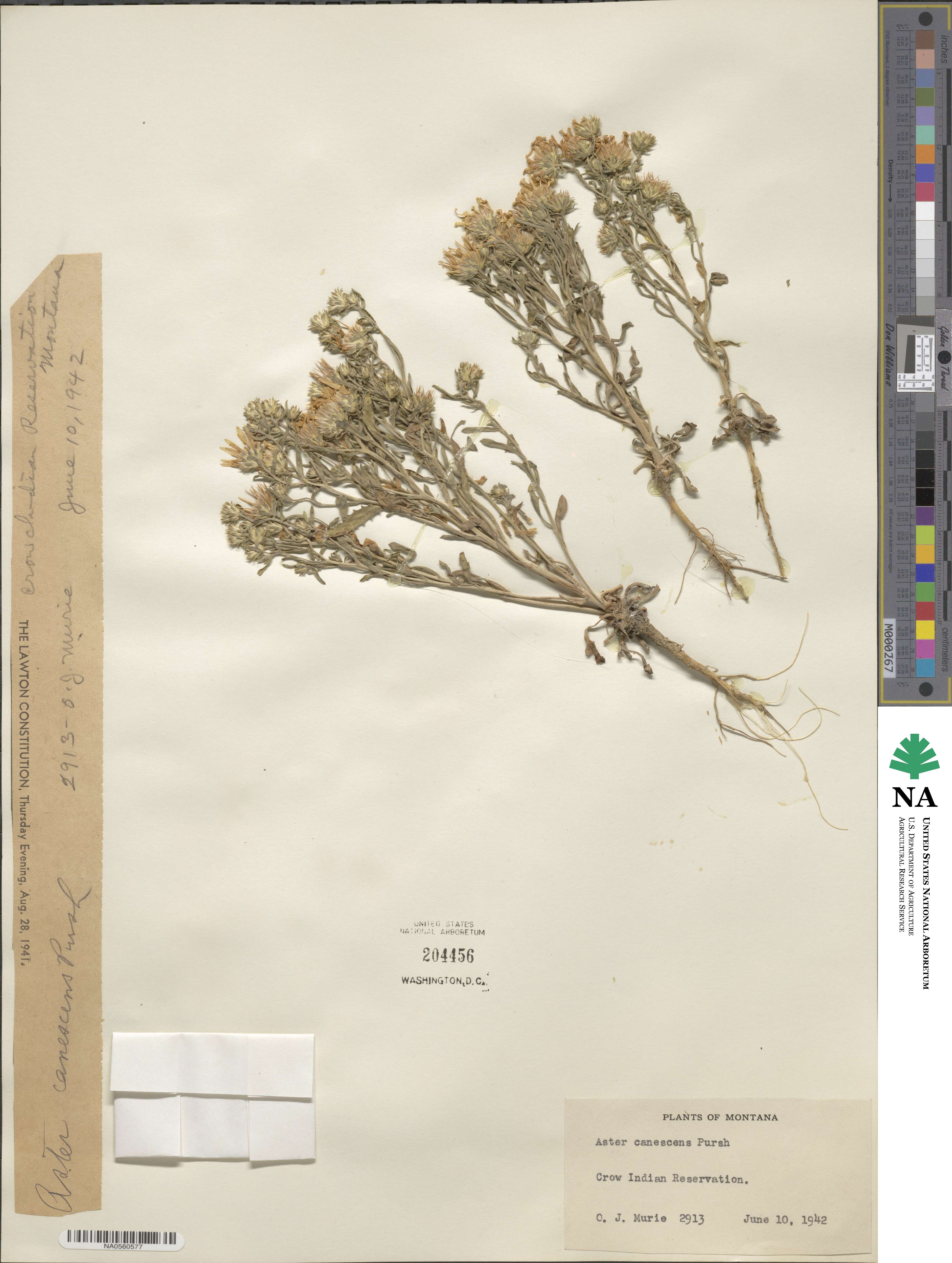 Aster canescens image