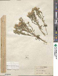 Aster canescens image