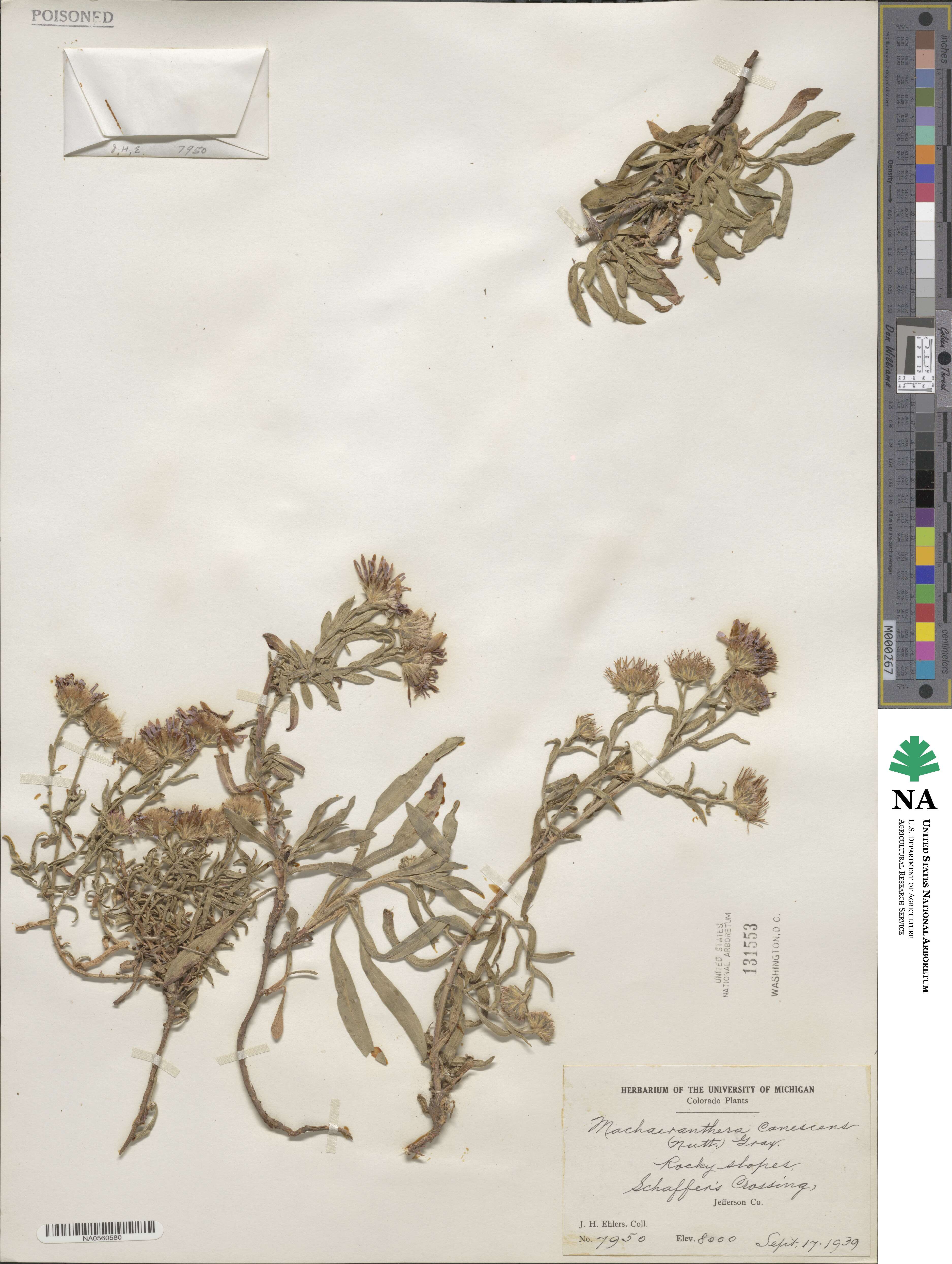 Aster canescens image