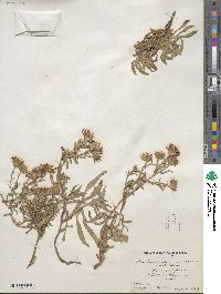 Aster canescens image