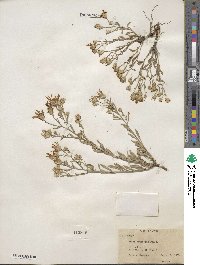 Aster canescens image