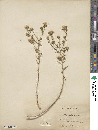 Aster canescens image