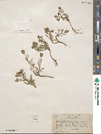 Aster canescens image