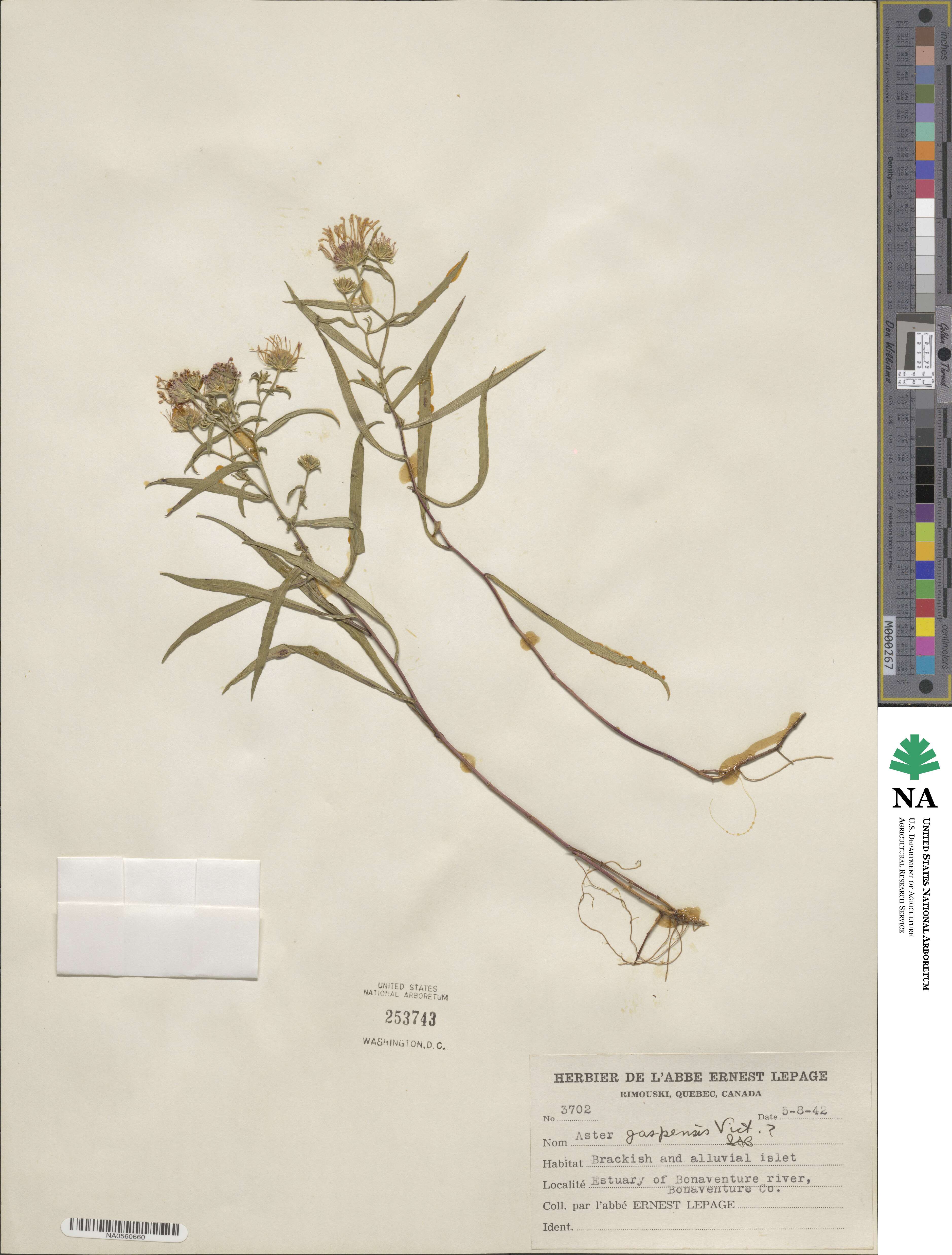 Symphyotrichum anticostense image