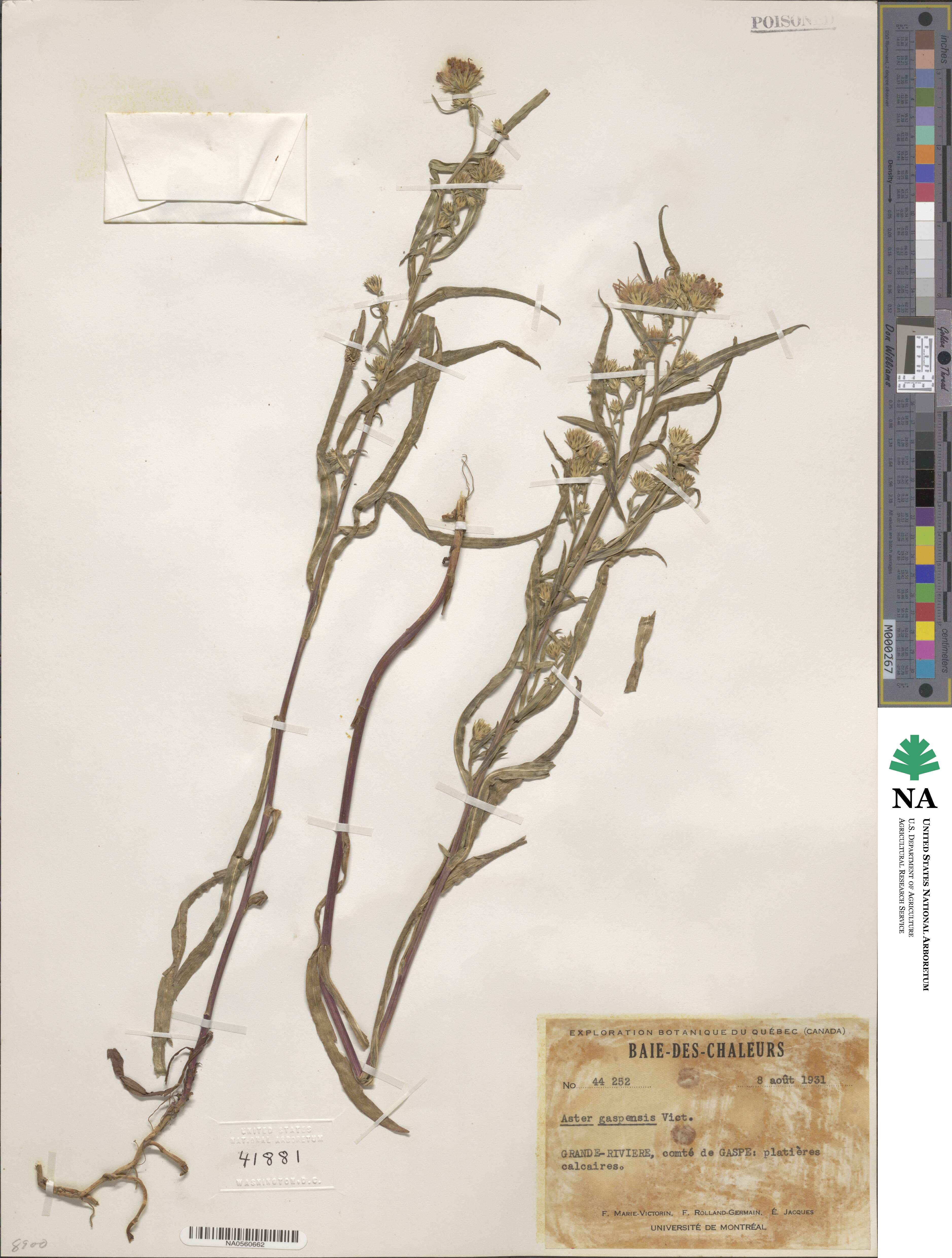 Symphyotrichum anticostense image