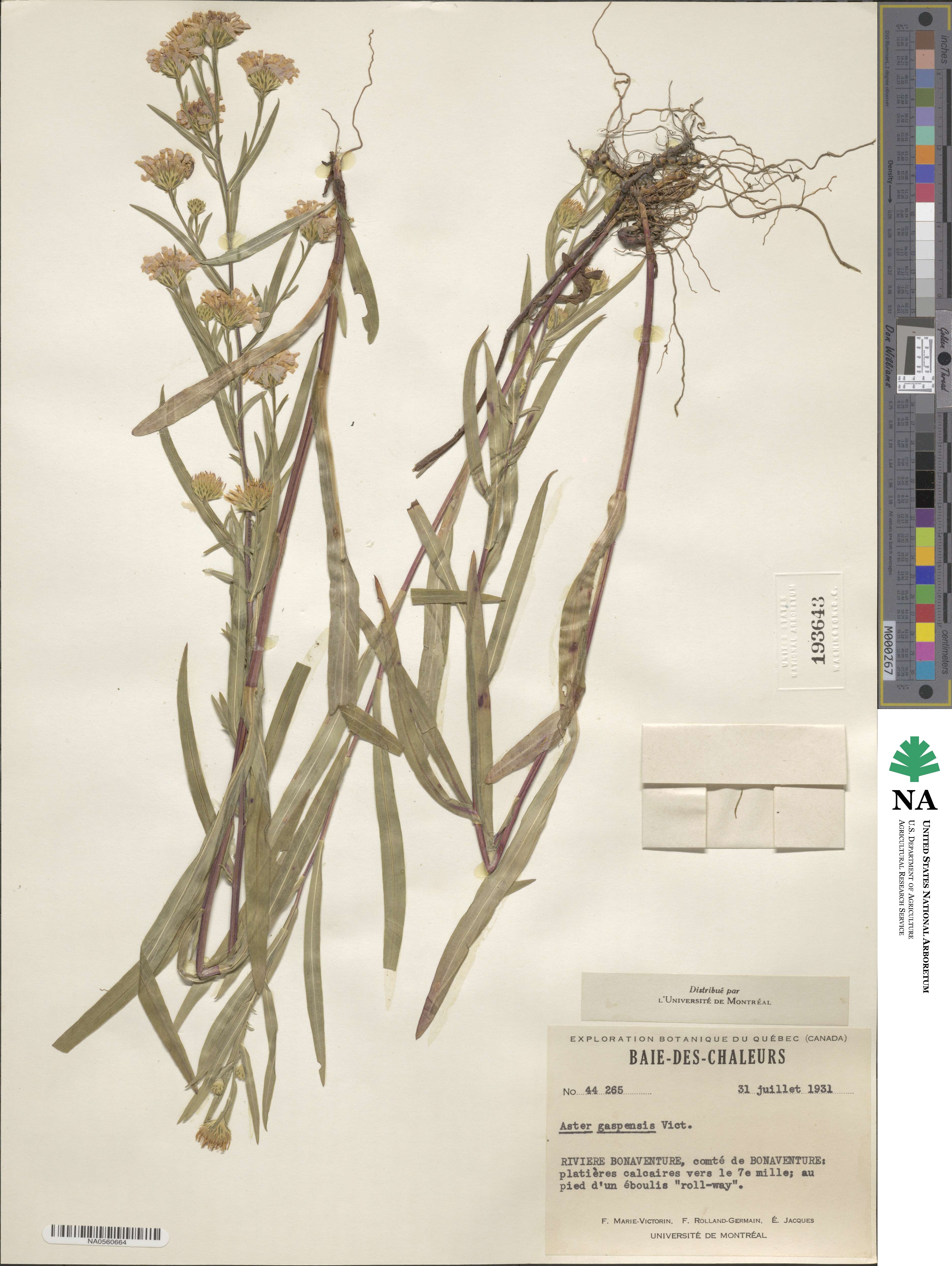 Symphyotrichum anticostense image