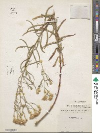 Aster glaucescens image