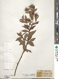 Symphyotrichum foliaceum image