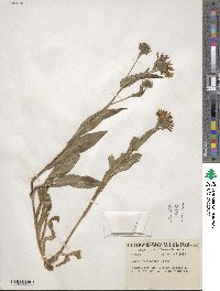 Symphyotrichum foliaceum image