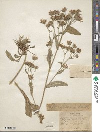 Symphyotrichum foliaceum image