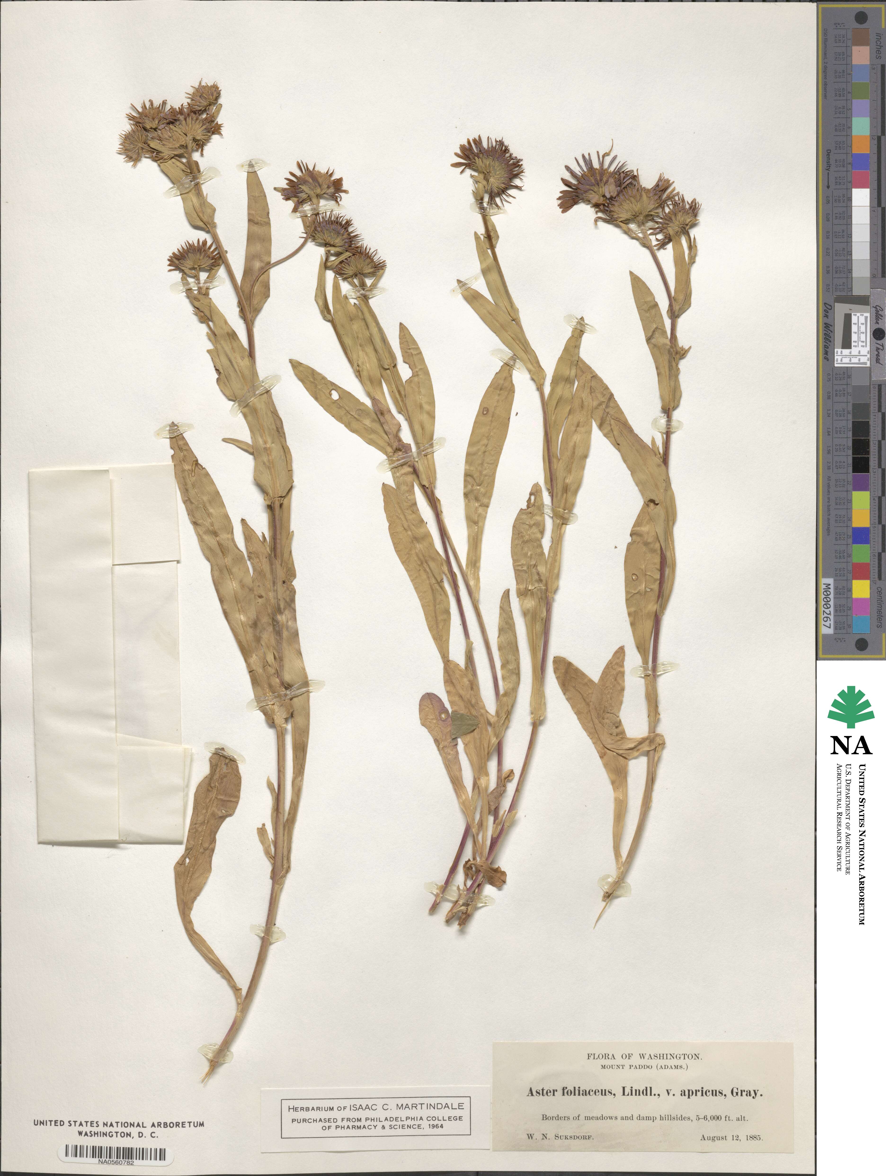 Symphyotrichum foliaceum var. apricum image
