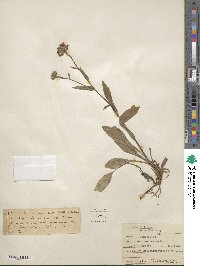 Symphyotrichum foliaceum var. apricum image