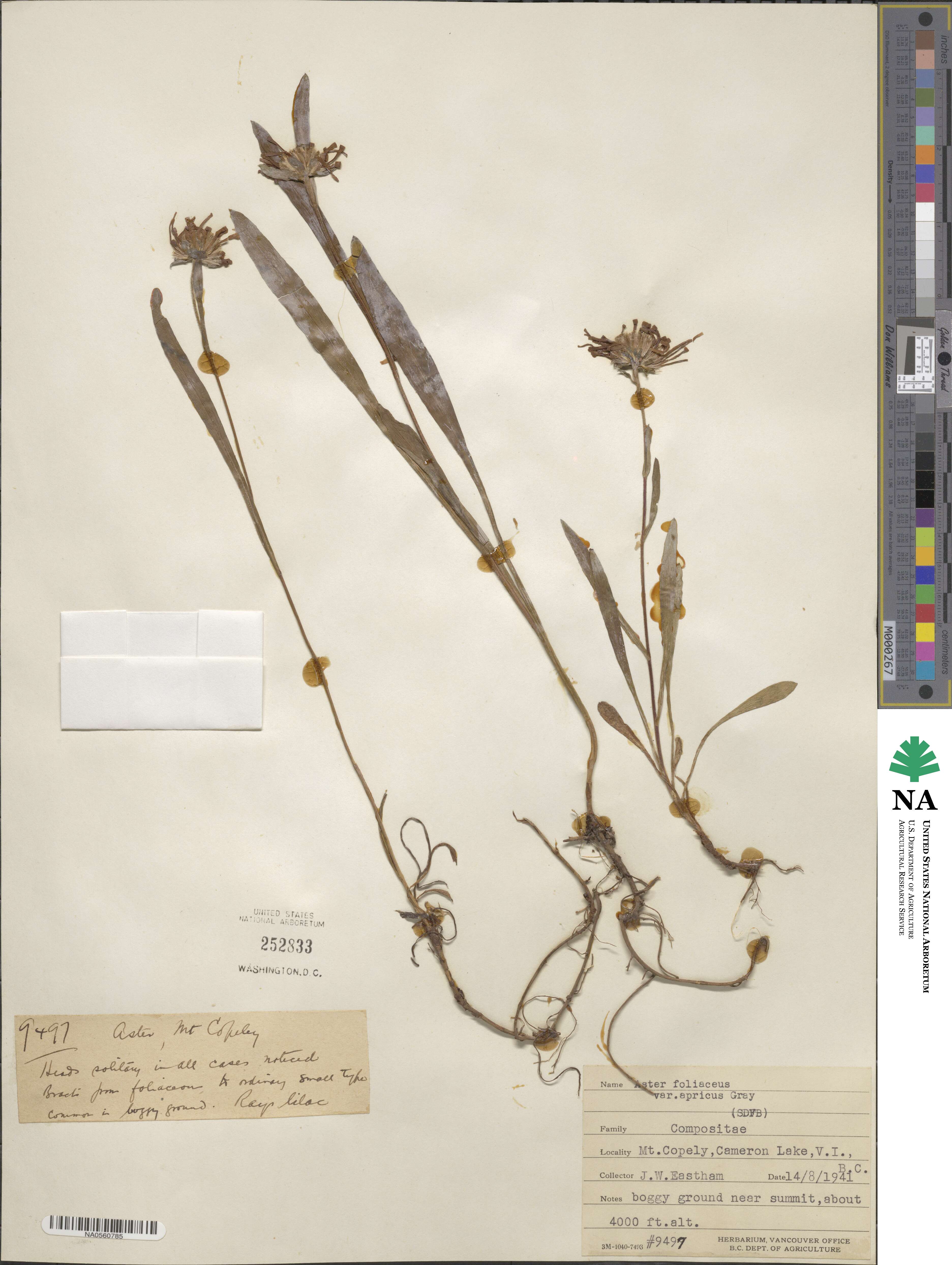 Symphyotrichum foliaceum var. apricum image