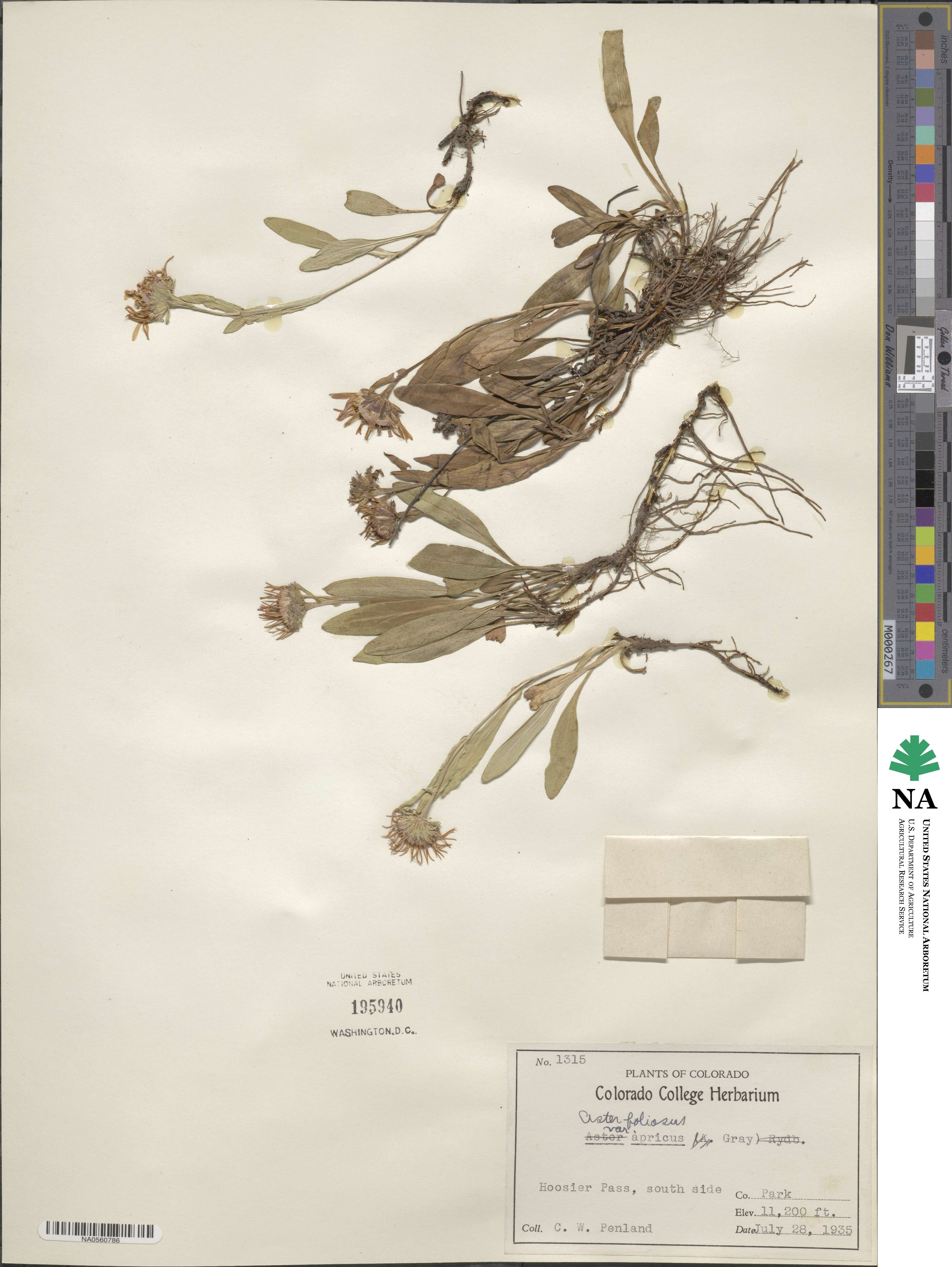 Symphyotrichum foliaceum image