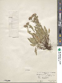 Symphyotrichum foliaceum image