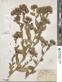 Symphyotrichum foliaceum var. canbyi image