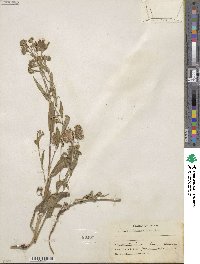 Symphyotrichum foliaceum var. canbyi image