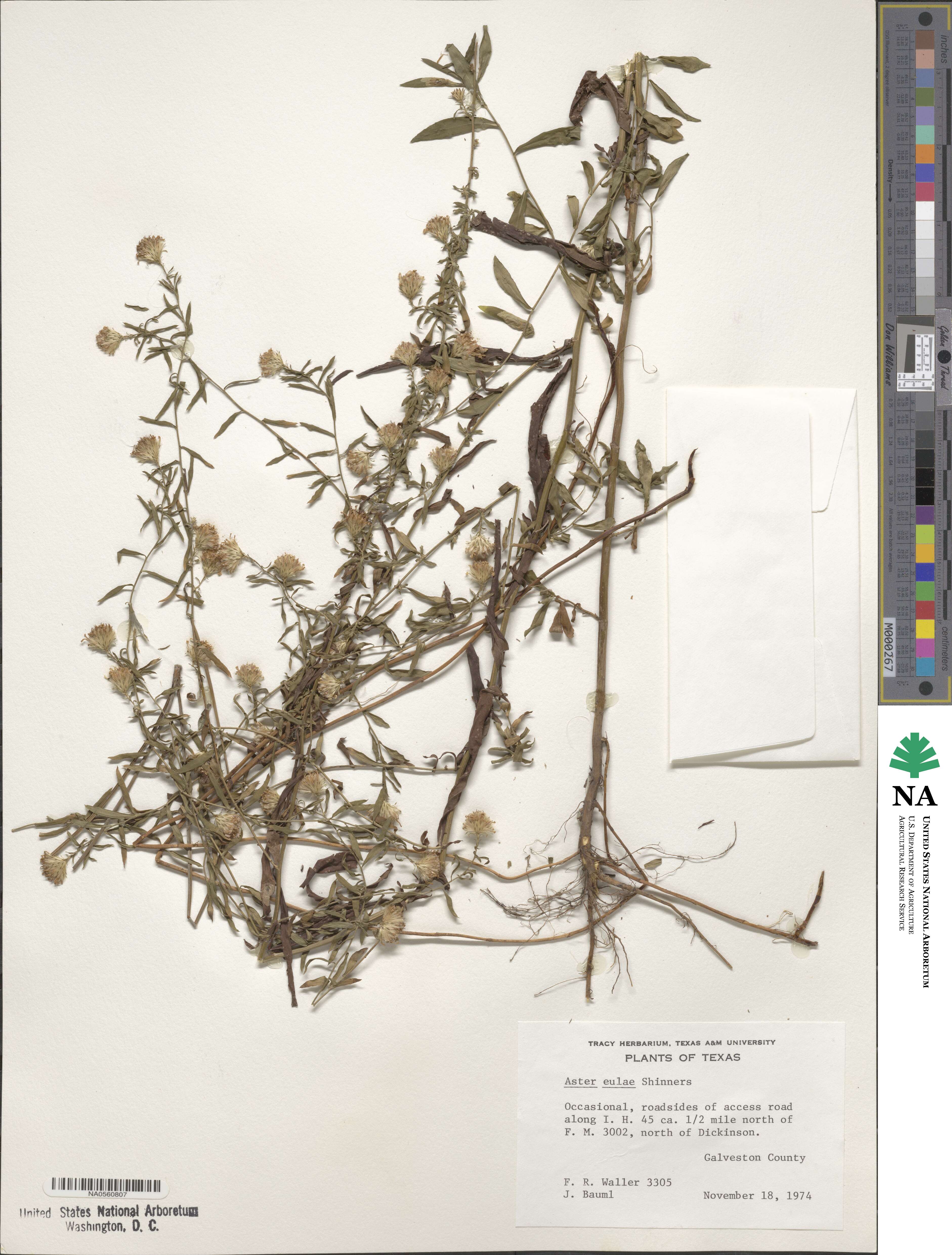 Symphyotrichum eulae image