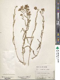 Symphyotrichum falcatum image