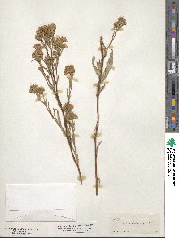 Symphyotrichum falcatum image