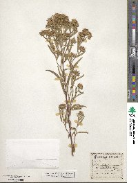 Symphyotrichum falcatum image