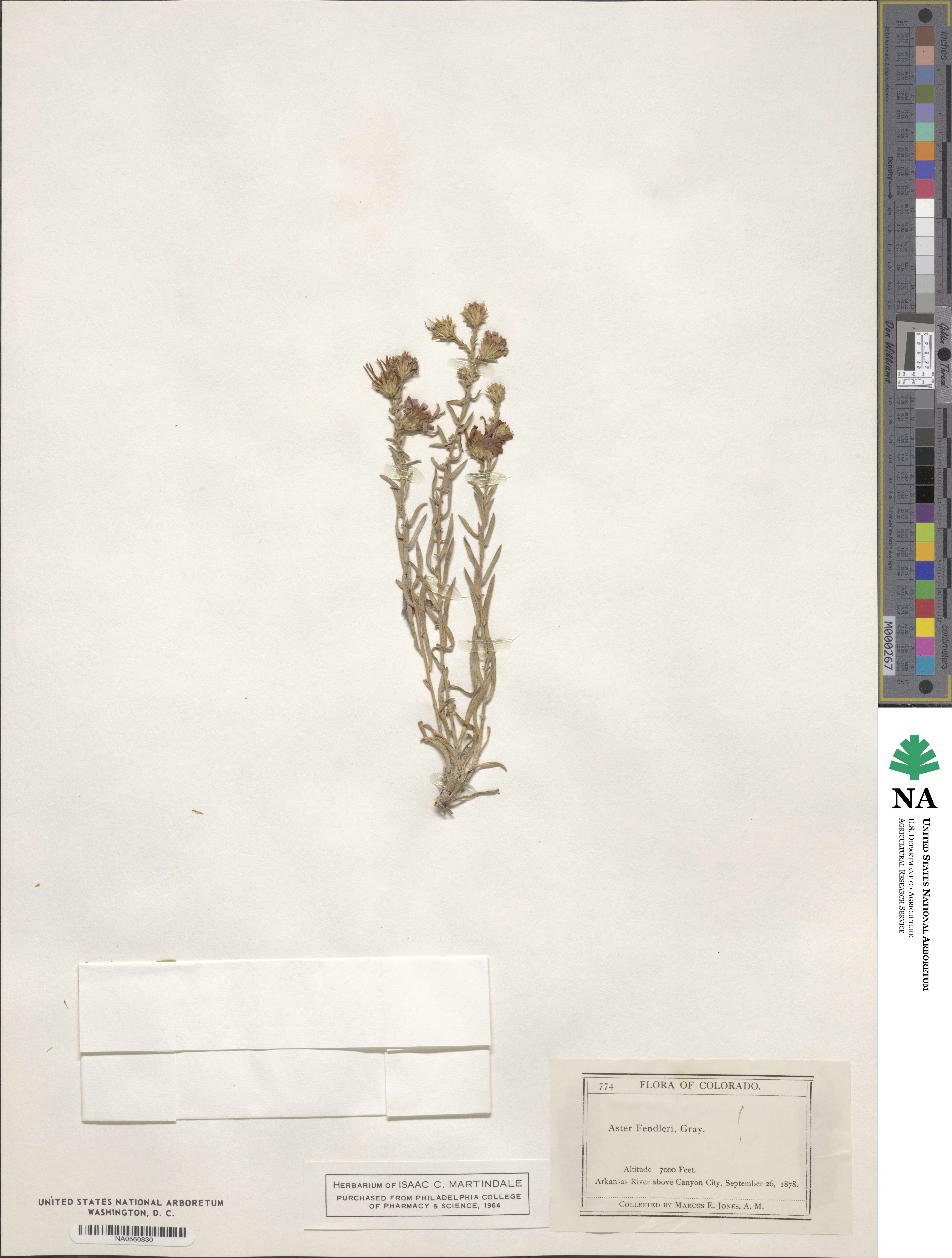 Symphyotrichum fendleri image