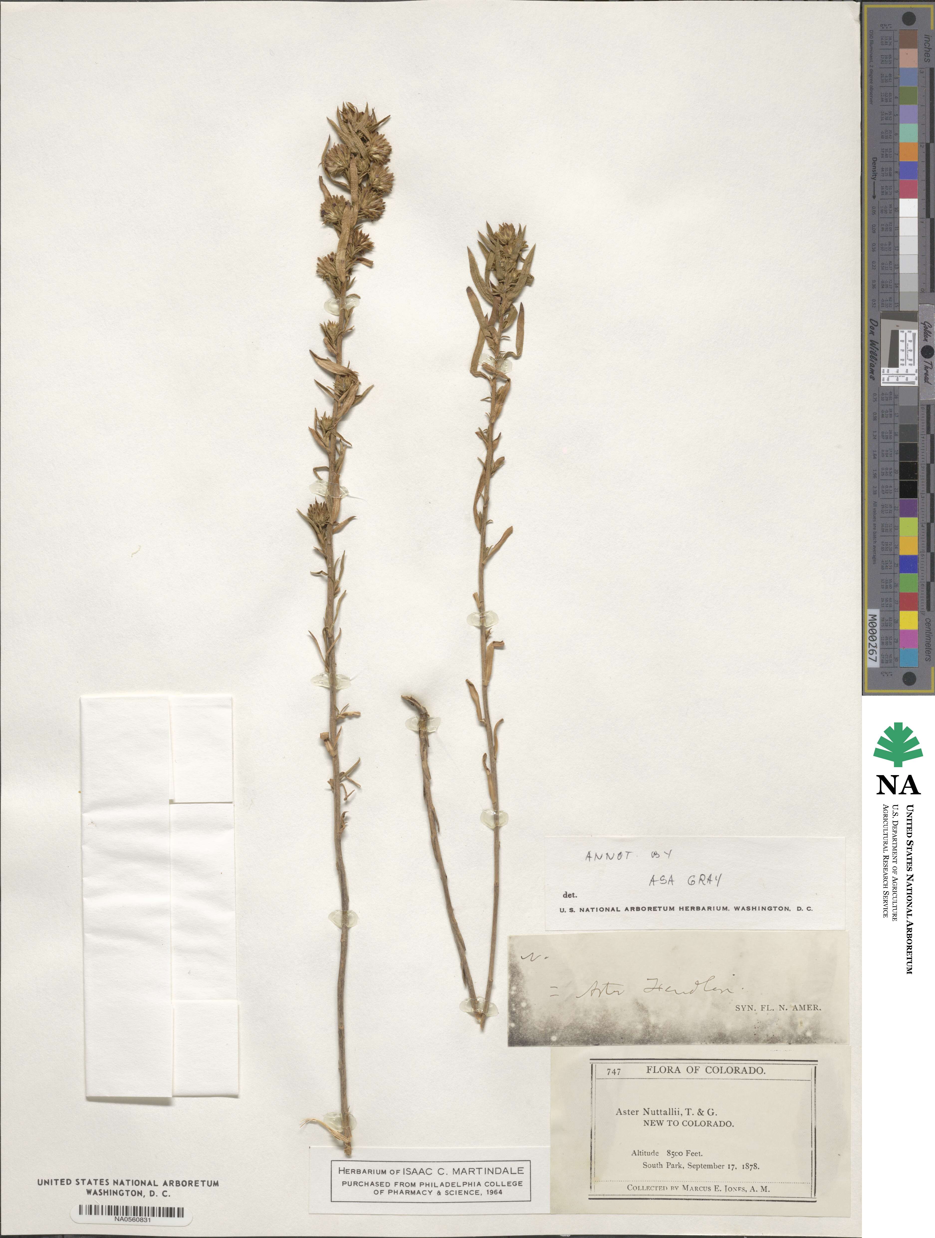 Symphyotrichum fendleri image