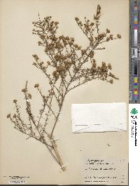 Symphyotrichum ericoides image