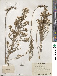 Symphyotrichum ericoides image