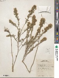 Symphyotrichum ericoides image