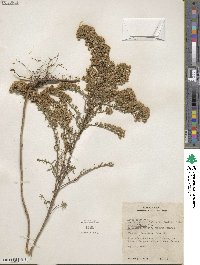 Symphyotrichum ericoides image