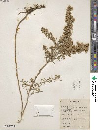 Symphyotrichum ericoides image