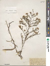 Symphyotrichum ericoides image