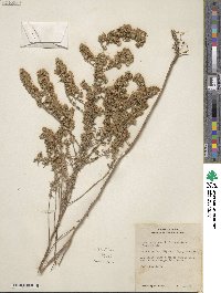 Symphyotrichum ericoides image