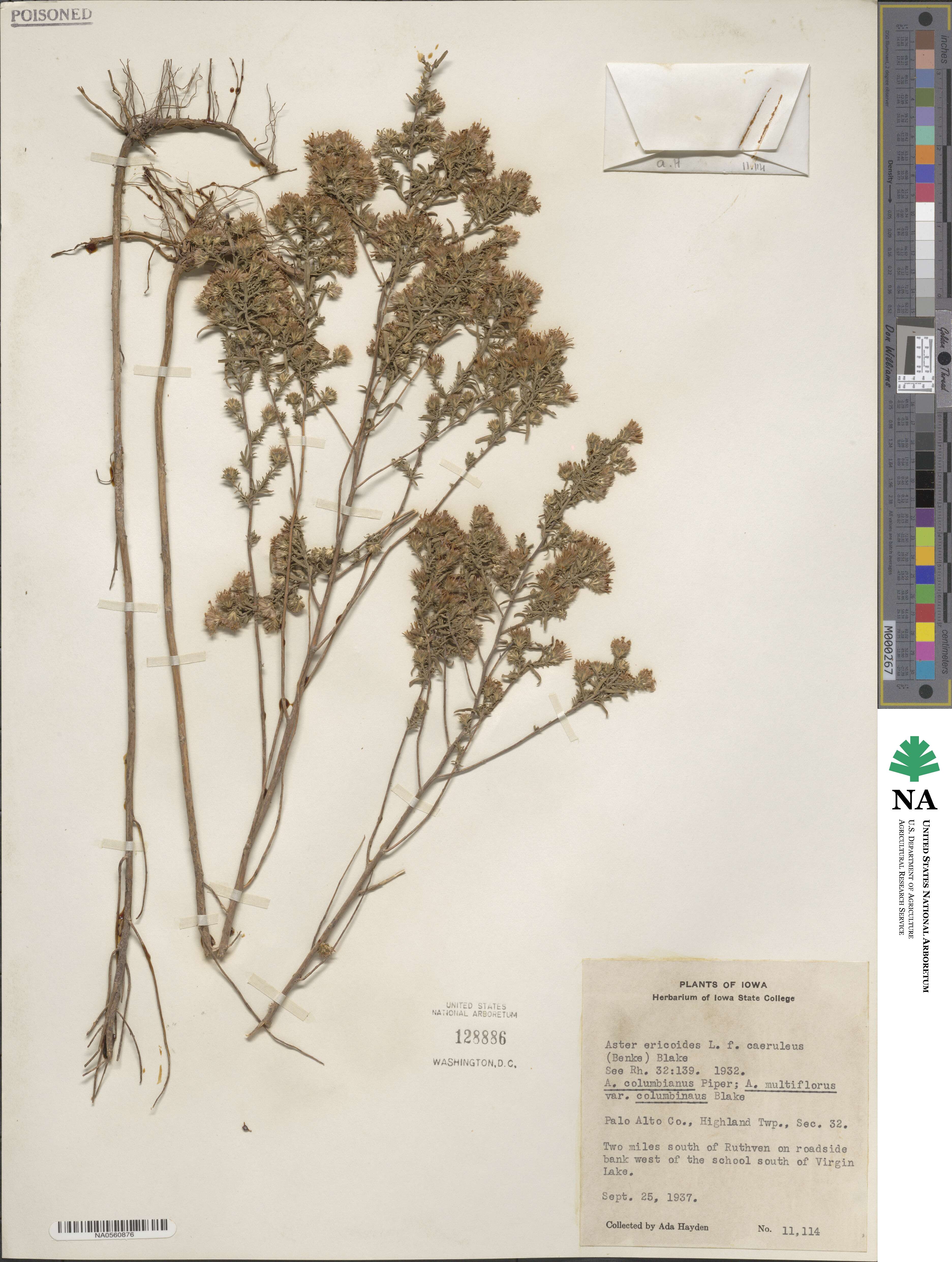 Symphyotrichum ericoides image