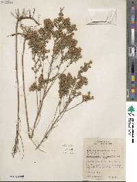 Symphyotrichum ericoides image