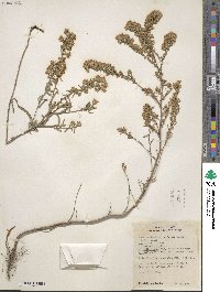 Symphyotrichum ericoides image